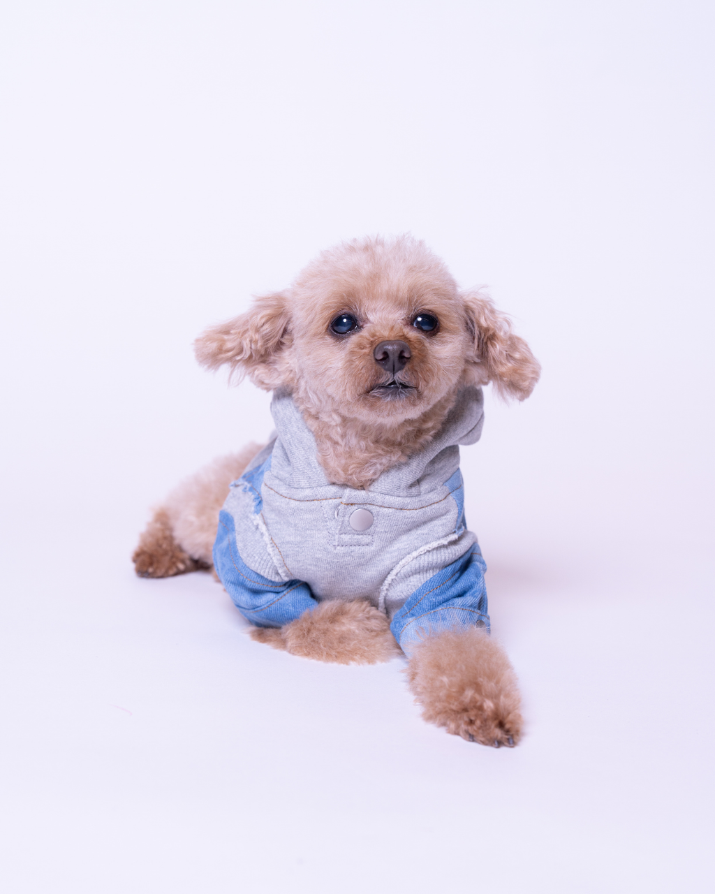Denim Docking Hoodie Set【Dog & People】