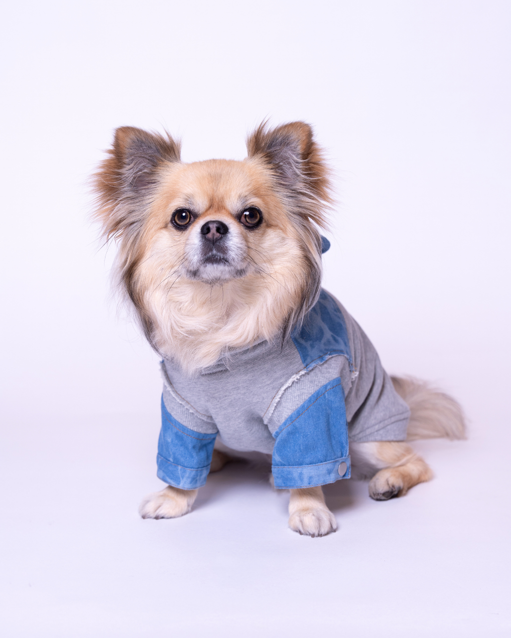 Denim Docking Hoodie Set【Dog & People】