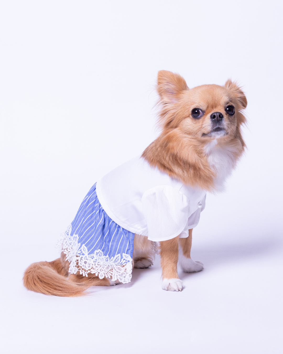 Satin Docking Dress【For Dog】/ White & Blue