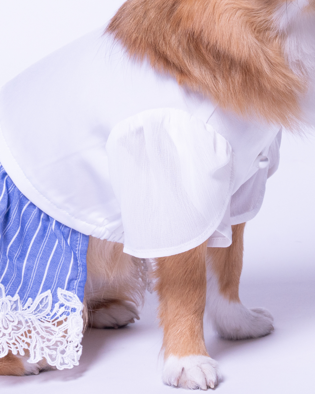 Satin Docking Dress【For Dog】/ White & Blue