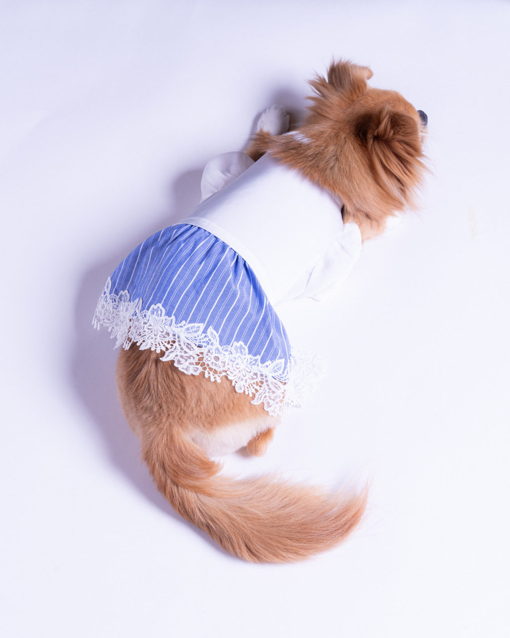 Satin Docking Dress【For Dog】/ White & Blue