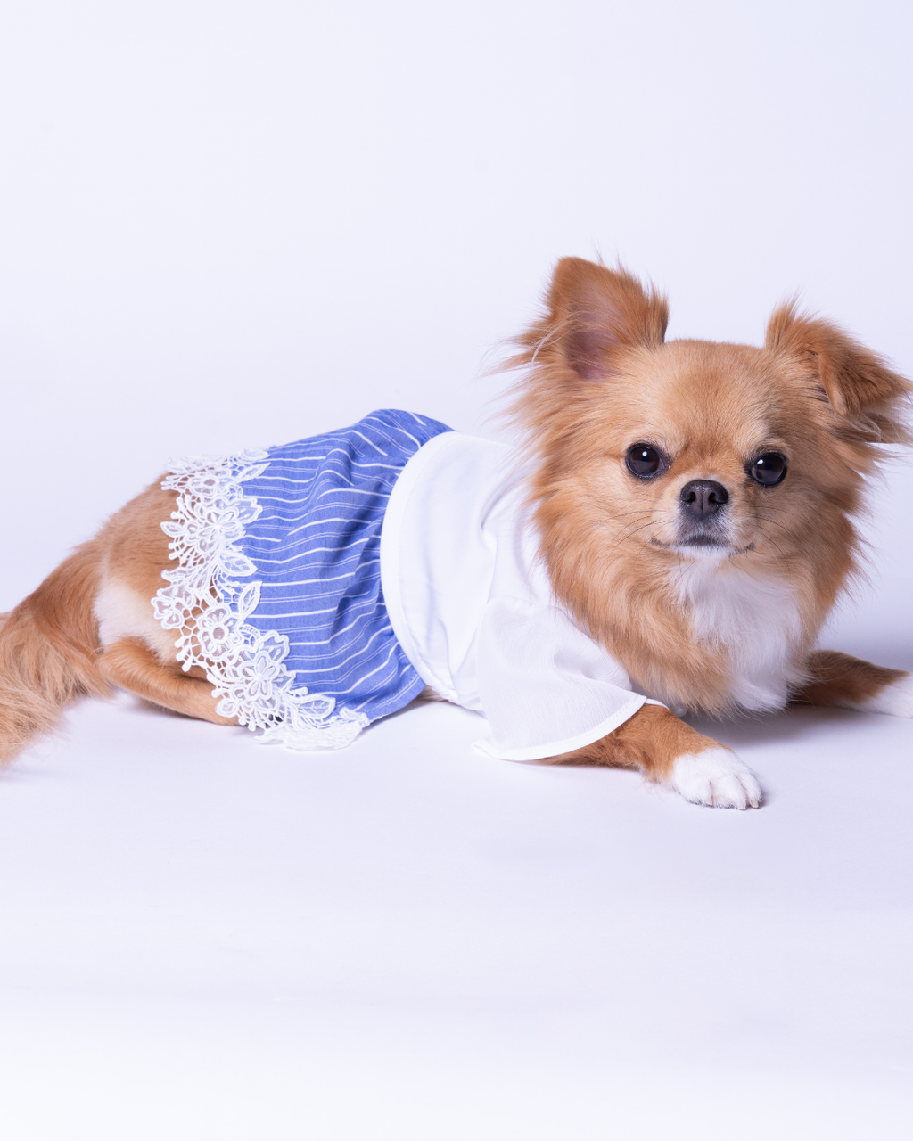Satin Docking Dress【For Dog】/ White & Blue